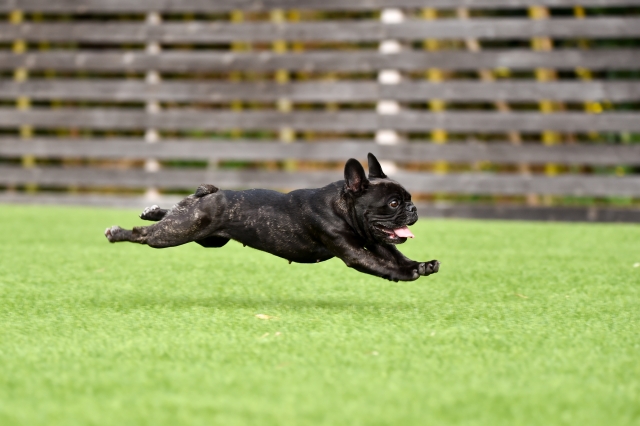 フレンチブルドッグ　黒　飛行犬　ジャンプ　走る　撮影　飛ぶ　カメラ