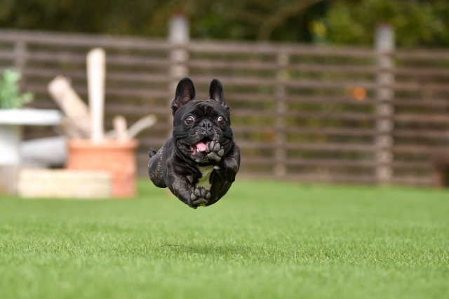 フレンチブルドッグ　ブラック　飛行犬　犬　ジャンプ　撮影　走る