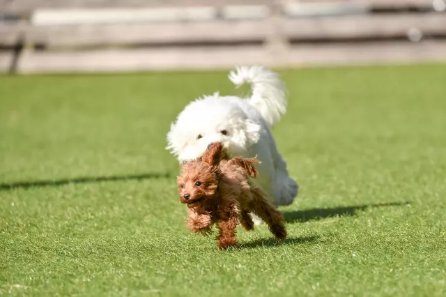 飛んでいるように走る犬の撮り方 カメラの設定 コツ 機材の選び方を解説 Goopass Animal Magazine