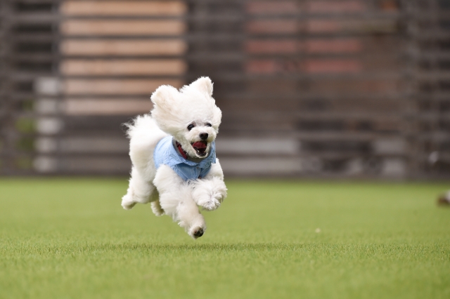 犬　トイプードル　ホワイト　ドッグラン　撮影　ジャンプ　飛ぶ　