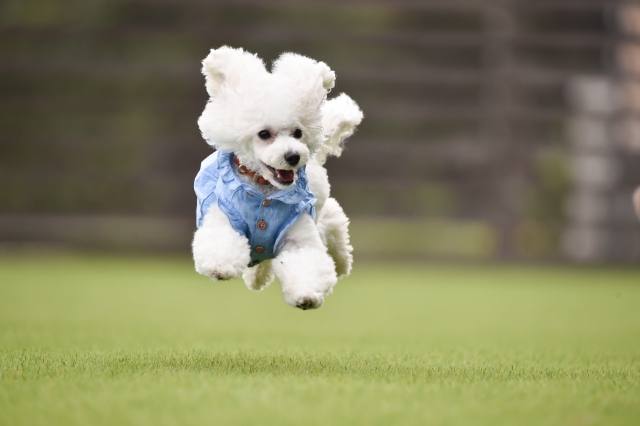 犬 トイプードル ホワイト ジャンプ ドッグラン 走る 撮影