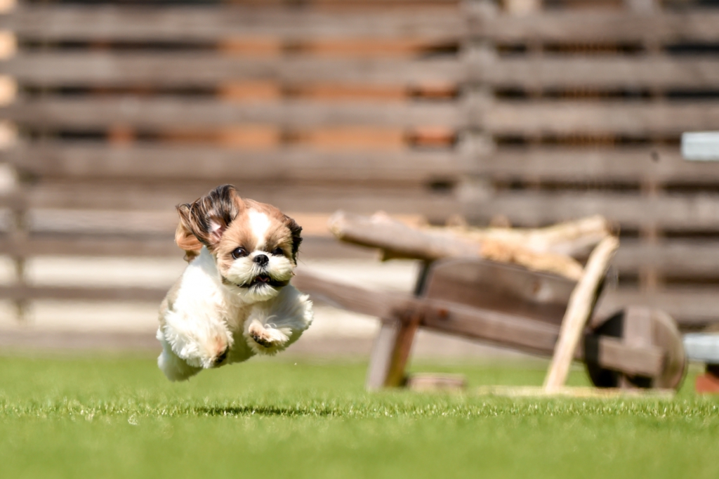 シーズー ジャンプ 飛ぶ 飛行犬 撮影 ドッグラン 走る