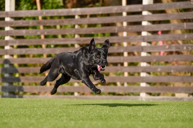 犬　ラブラドールレトリバー　ブラック　ドッグラン　走る　飛ぶ　飛行犬　撮影　カメラ