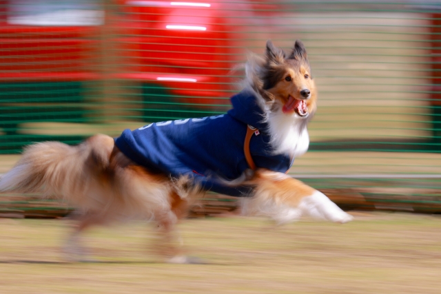 シェルティ 犬 流し撮り 撮影 カメラ ドッグラン