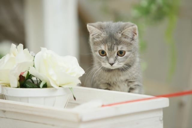猫　猫じゃらし　遊び　室内　撮影