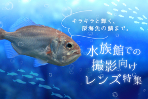 水族館での撮影にオススメのレンズ10選!被写体に合わせた選び方まで徹底解説