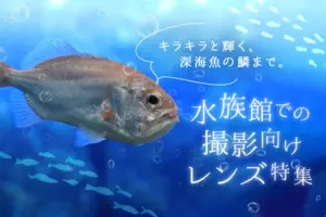 水族館での撮影にオススメのレンズ10選！被写体に合わせた選び方まで徹底解説