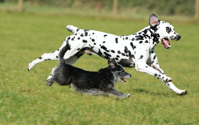 ダルメシアン　テリア　犬　走る　ジャンプ　撮影