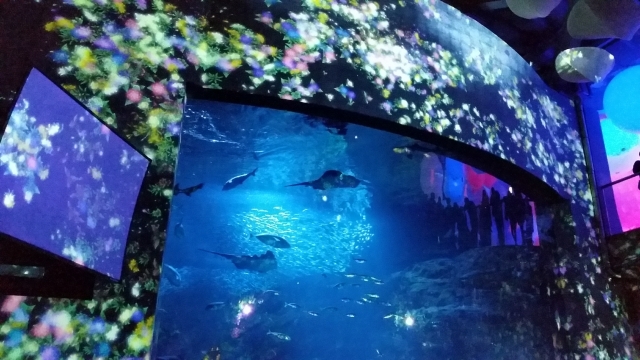 水族館 江ノ島水族館 えのすい 水槽 相模湾大水槽
