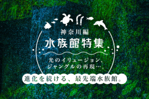 神奈川県の水族館オススメ4選!見どころや撮影ポイントを徹底解説