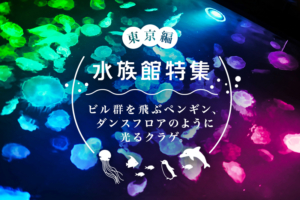 東京都の水族館おすすめ8選！デートや子供連れにぴったり