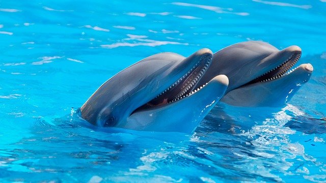 イルカ　撮影　プール　二匹　写真