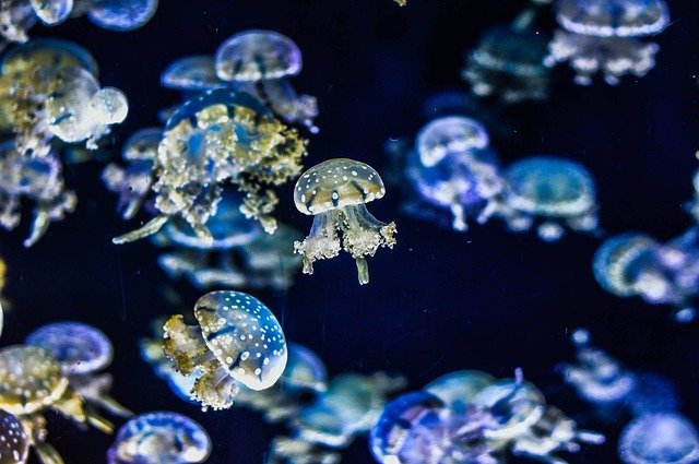 クラゲ 海月 水族館 幻想的 写真