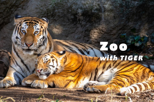 虎に会える全国の動物園10選！