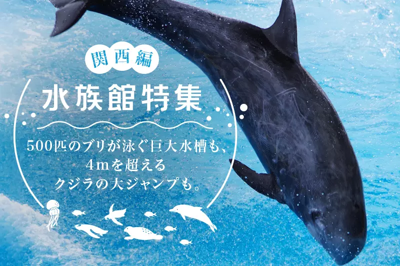関西で撮影にもオススメの水族館10選 Goopass Animal Magazine