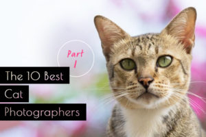 【第1弾】人気の猫写真家・猫フォトグラファー10選