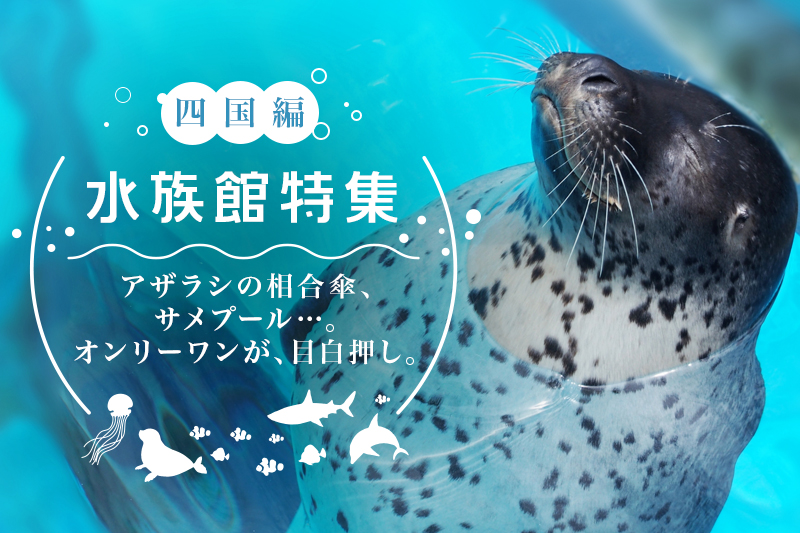 四国で撮影にもオススメの水族館