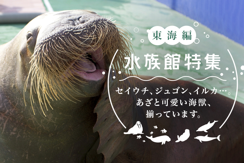 中国地方の水族館おすすめ5選 見どころや撮影ポイントを徹底解説 Goopass Animal Magazine