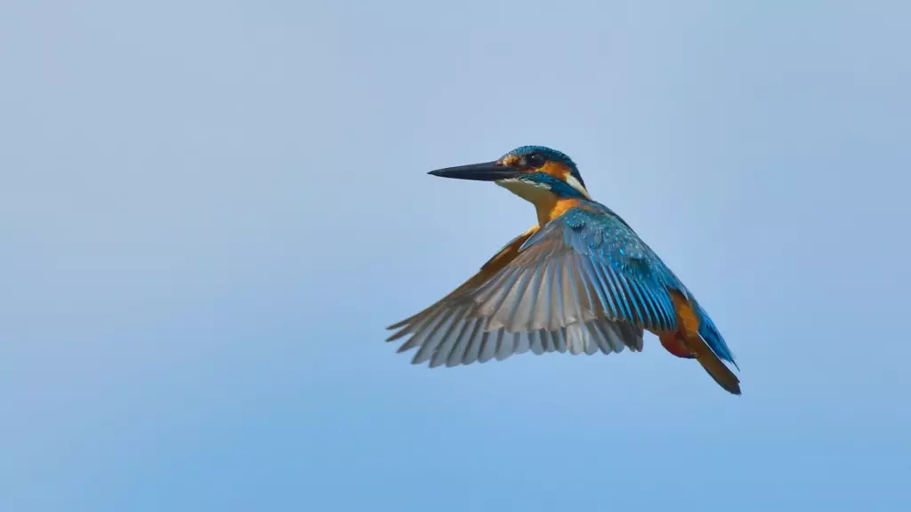 野鳥の撮影におすすめのレンズ10選 | GOOPASS ANIMAL MAGAZINE
