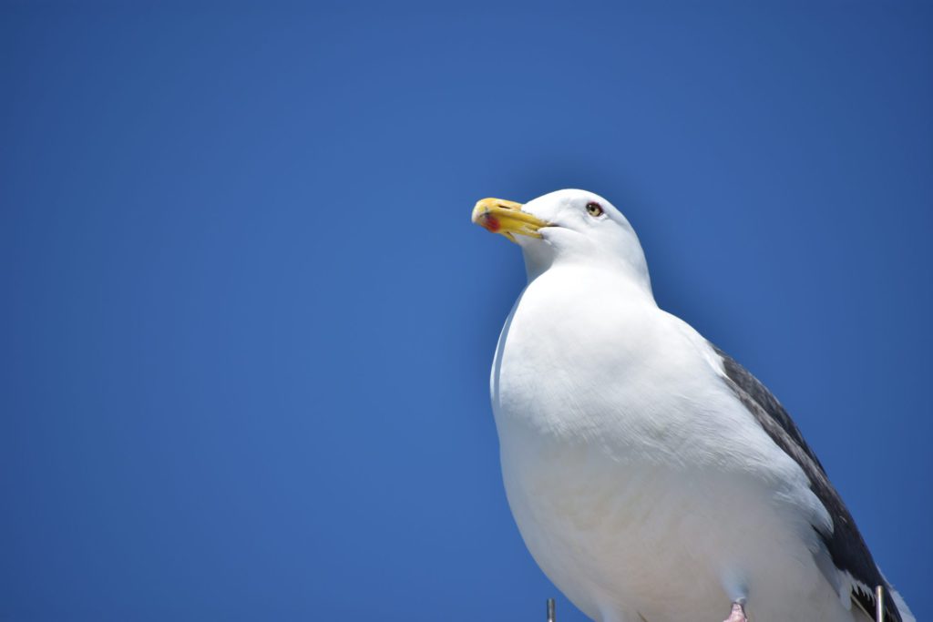 ウミネコ 空