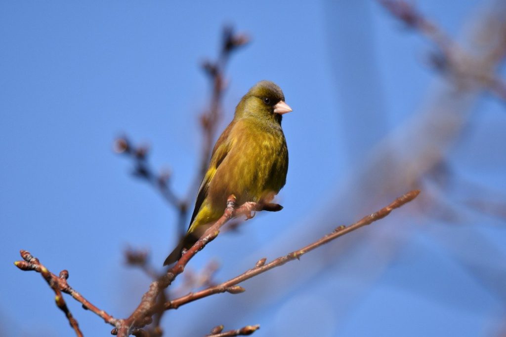 カワラヒワ 冬芽