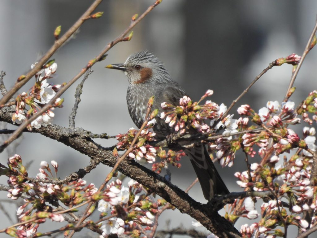 ヒヨドリ 桜