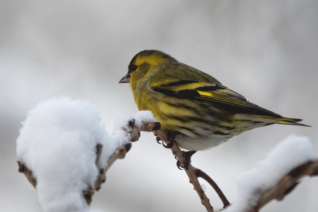 マヒワ 雪 枝
