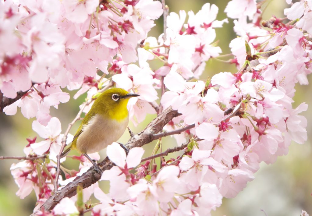 メジロ 桜