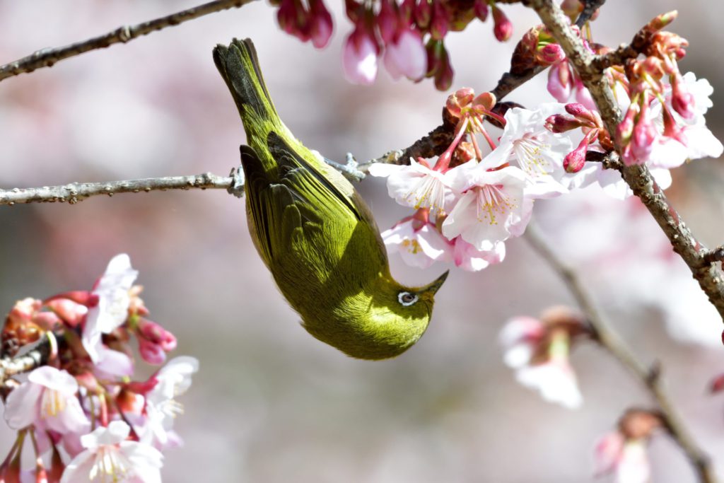 メジロ 桜