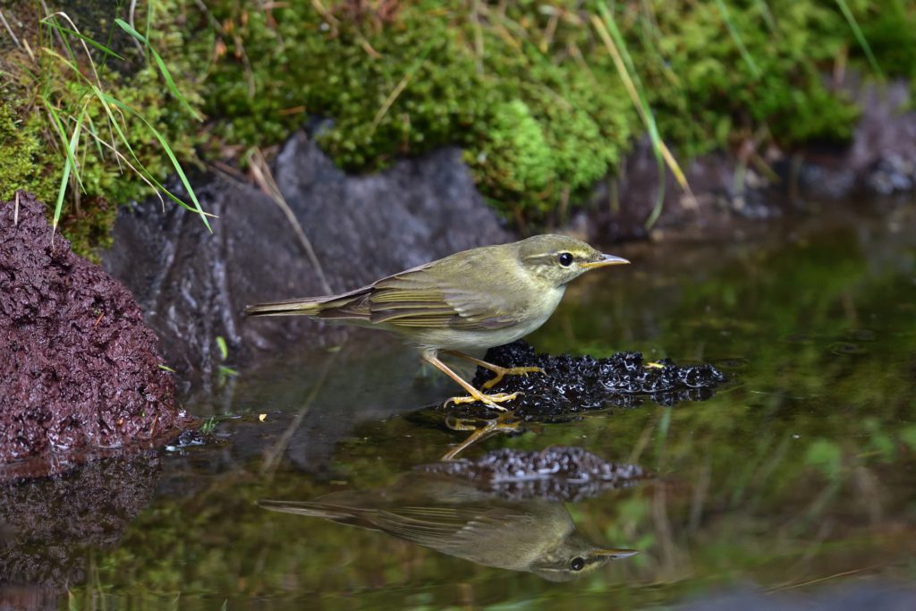 メボソムシクイ 奥庭 水浴び