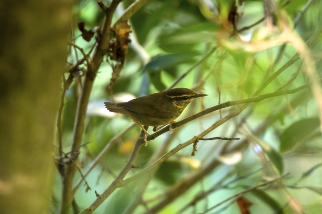 ヤブサメ 森