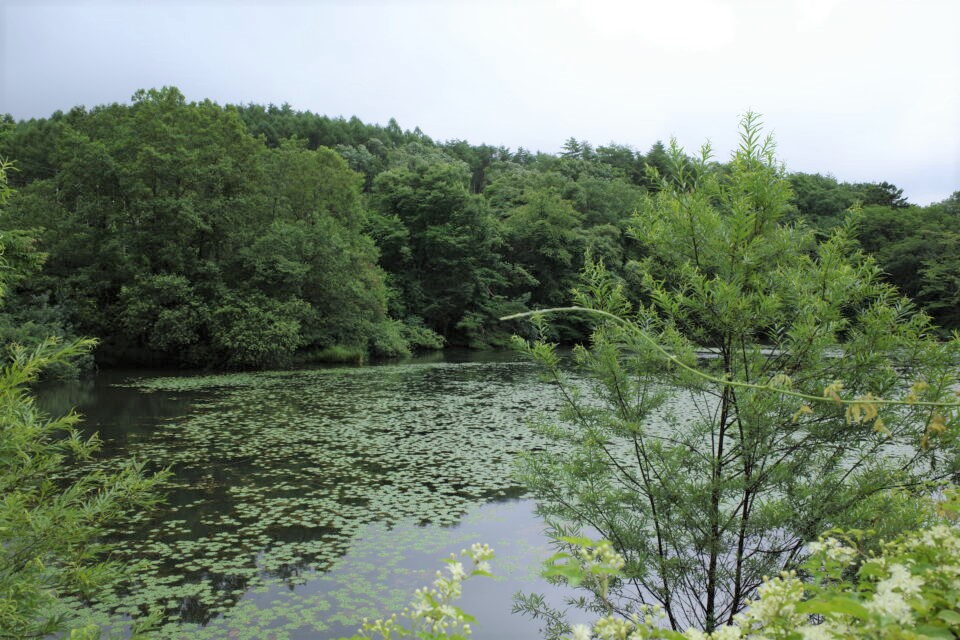 井富溜池 井富湖