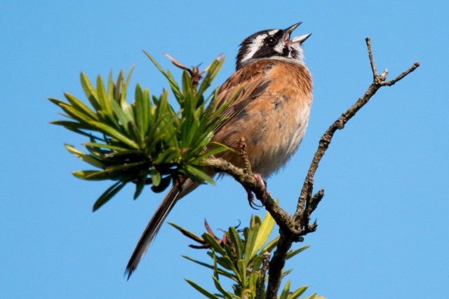ホオジロ 枝 鳴く