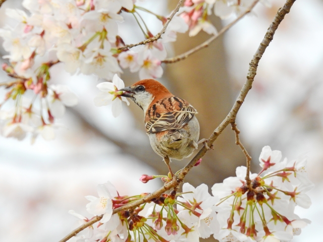 スズメ　桜