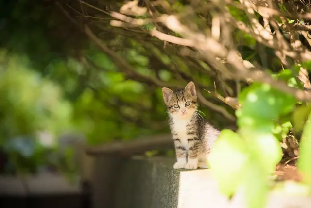 猫がニャンとも可愛く写る 猫写真の撮影方法 Goopass Animal Magazine