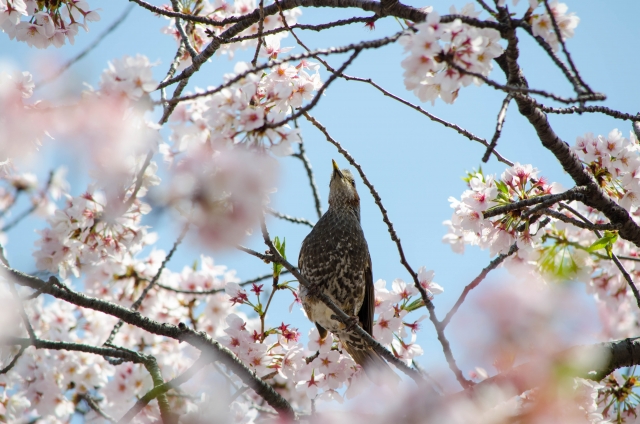ムクドリ 桜