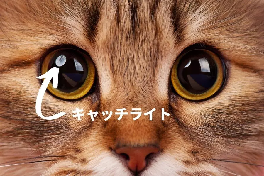 猫がニャンとも可愛く写る 猫写真の撮影方法 Goopass Animal Magazine