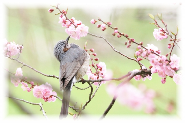 コムクドリ 枝　桜