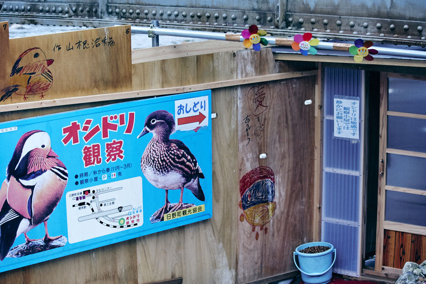 オシドリ観察小屋