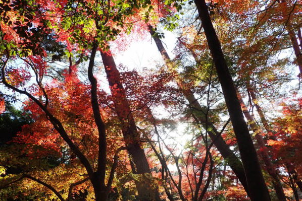 静岡県立森林公園
