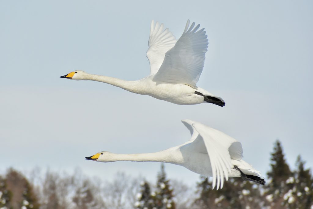 コハクチョウ 飛ぶ 空