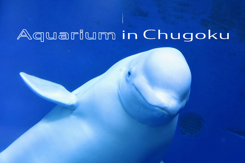 中国地方で撮影にもオススメの水族館5選 Goopass Animal Magazine