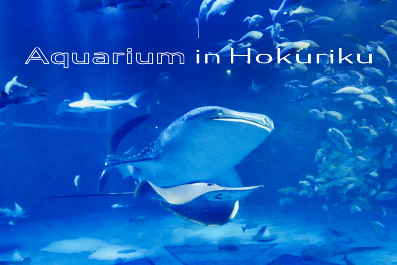 北陸地方の水族館オススメ5選 見どころや撮影ポイントも紹介 Goopass Animal Magazine