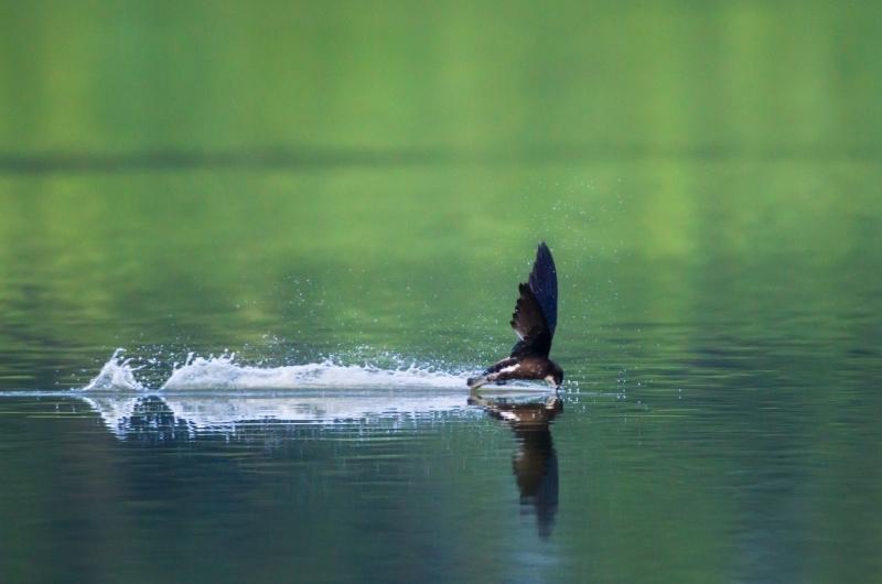 ハリオアマツバメ　水上　飛翔