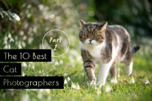 【第2弾】人気の猫写真家・猫フォトグラファー10選