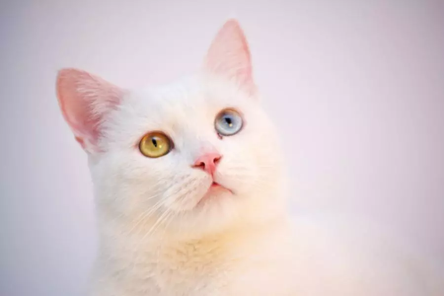 猫がニャンとも可愛く写る 猫写真の撮影方法 Goopass Animal Magazine