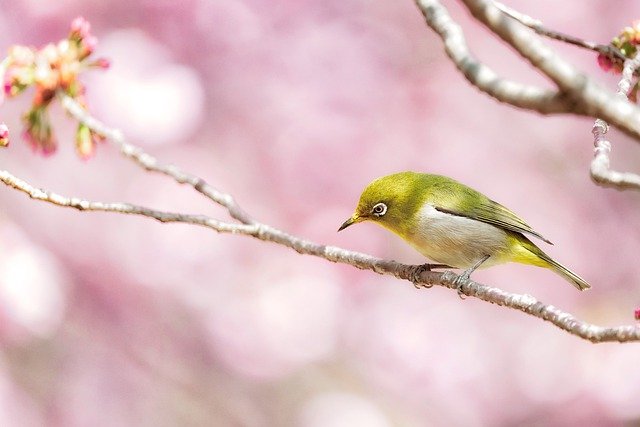 メジロ　桜　小枝