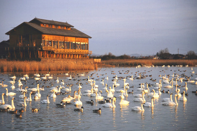 米子水鳥公園　ハクチョウ