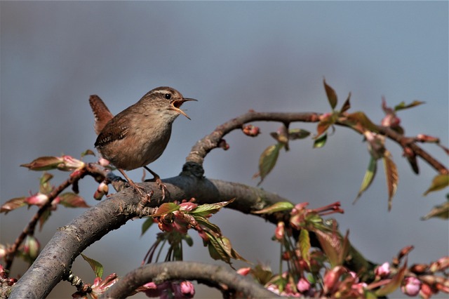 ミソサザイ　枝　鳴く