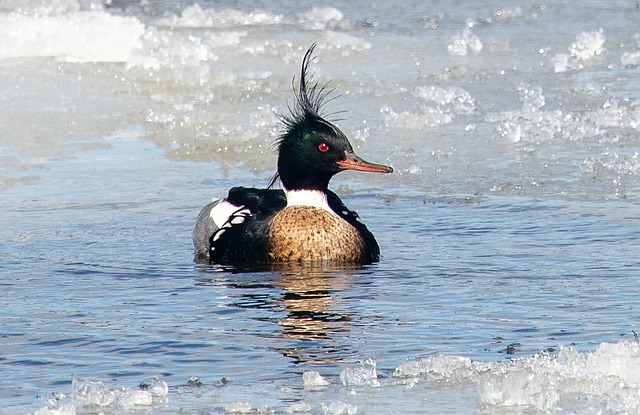 ウミアイサ　水面